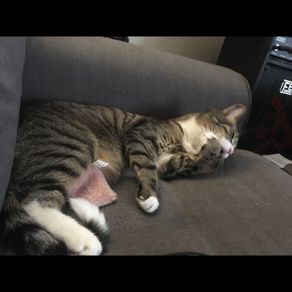 Meet your Posher, Steph - Picture 1 of 1